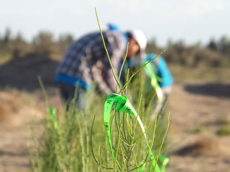 7��14�����磬��ҁ�(l��i)�������֌���ٛ(z��ng)�ߵľG�z��ϵ��������������ͽz�����(y��ng)�����ҫ���W���Gɫ�Ĺ�â��