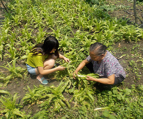 ��������æ�_�y��ժ�Ĳ˲��ϸ���ժ��Ч�ʵ�����(j��ng)�^(gu��)������Ϥ��ָ��(d��o)���ܿ��(du��)�T���M(j��n)���ˠ�B(t��i)��