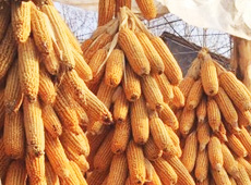 �Ŵ���������֮����