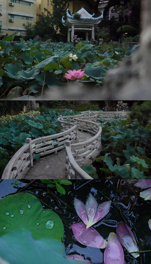 盧廉若公園。人民網(wǎng) 唐佳 攝