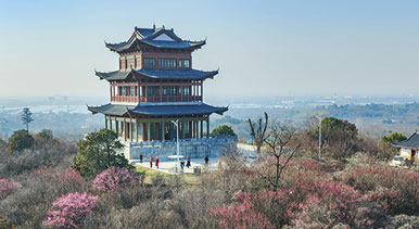 江蘇南京：梅花綻放迎客來(lái)