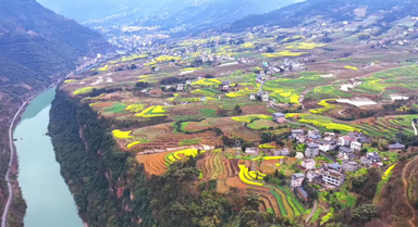 云南鹽津梯田油菜花迎春綻放