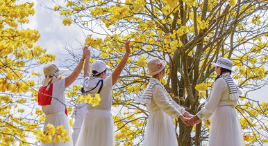 廣西南寧：黃花風(fēng)鈴木盛開(kāi)