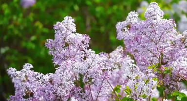 丁香花開 氤氳成溫柔花海