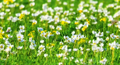 碎花版內(nèi)蒙古草原也太治愈了